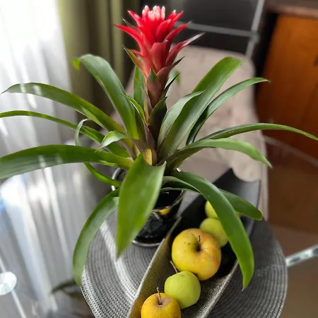 Διαμέρισμα апартамен за гости панови