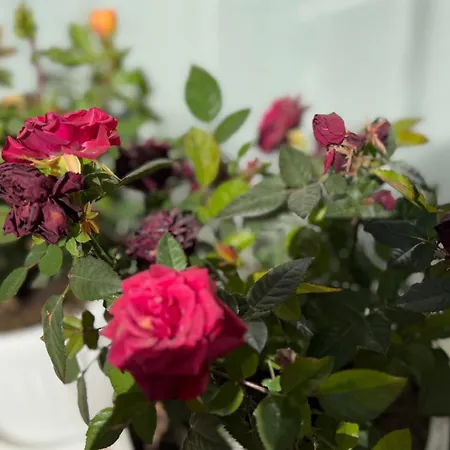 апартамен за гости панови